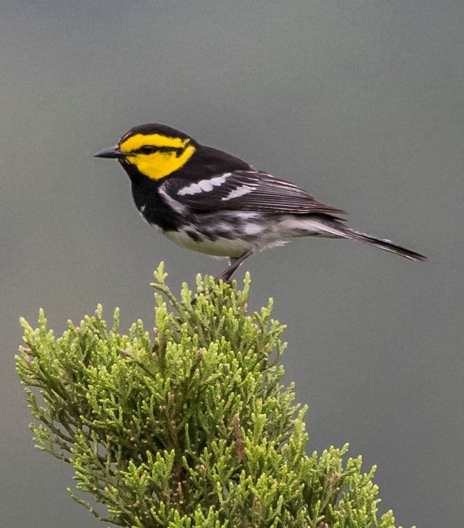 Golden-cheeked Warber